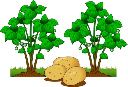 ジャガイモ植物で根が地面の下のベクトル イラスト のイラスト素材 ベクタ Image ジャガイモ植物で根が地面の下のベクトル イラスト のイラスト素材 ベクタ Image