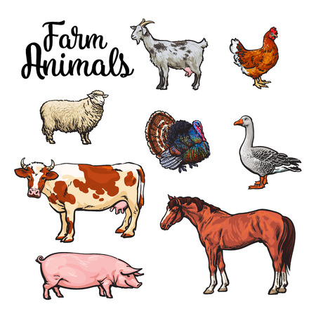 Farm animals, cow, pig, chicken, goose, poultry, livestock color vector illustration, Sketch style with a set of animals isolated, realistic animal products for sale, Horse and goat turkey, sheep,