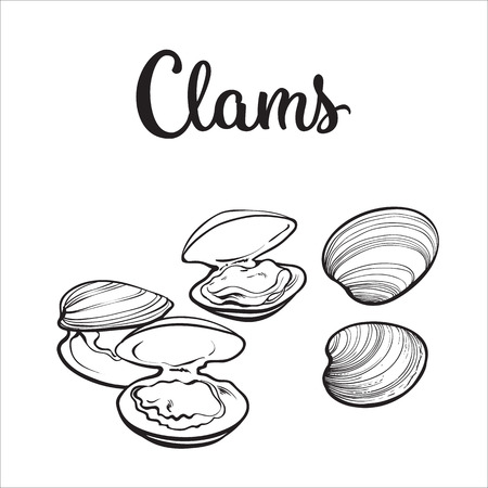 14 084 ハマグリ のイラスト素材 ベクター 123rf 14 084 ハマグリ のイラスト素材 ベクター 123rf