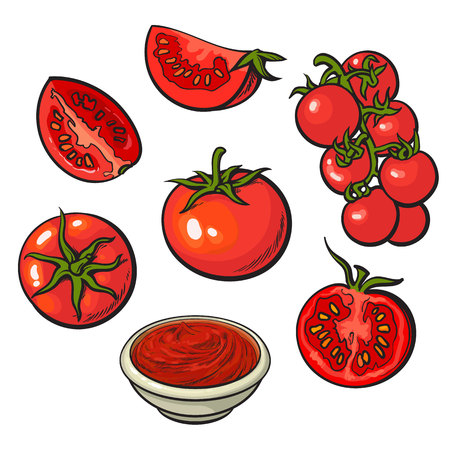 28 403 Tomate Zeichnung Vektorgrafiken Cliparts Und Illustrationen Kaufen 123rf