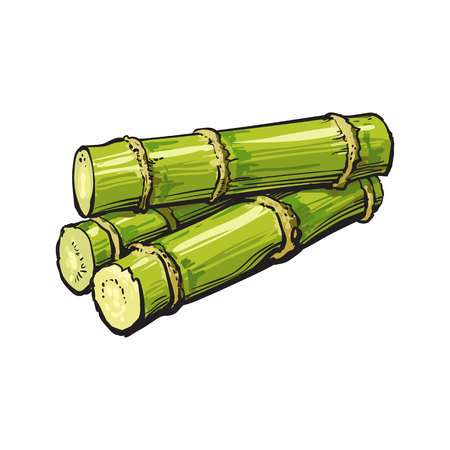 Pile Of Fresh Raw Green Sugar Cane Sketch Style Vector Illustration Isolated On White Background Pile Of Fresh Raw Green Sugar Cane Sketch Style Vector Illustration Isolated On White Background