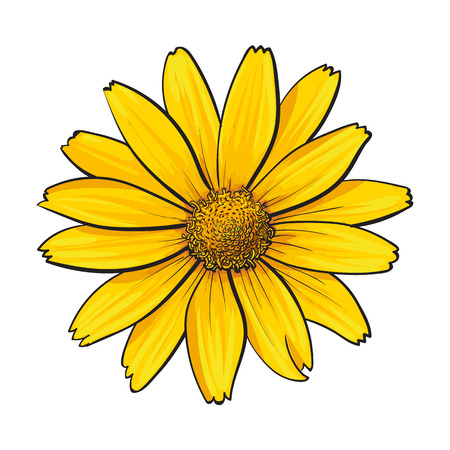 側面と上面 白い背景で隔離のスケッチ イラストで白いユリの花を手描きのセットです 現実的な手に白いユリ 結婚式 イースターの花 愛のシンボルの描画の イラスト素材 ベクタ Image