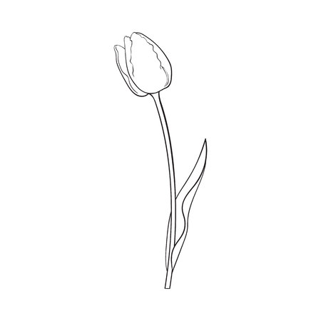 hand drawn of side view black and white tulip flower sketch