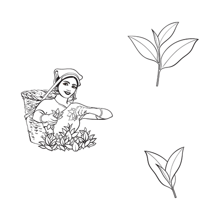 伝統的な服の女性のお茶の葉を収集 茶畑 フィールド 紅茶の選択 ベクターの手描きイラスト ライン スケッチ のイラスト素材 ベクタ Image