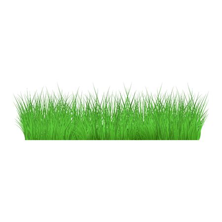 Summer, spring green grass and lawn border on isolated background in realistic style, vector illustration.