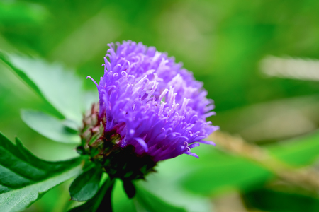 花が咲く 自分の花粉は 同じ他の花粉花と混合されます の写真素材 画像素材 Image