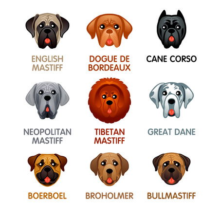 Cute colorful mastiff dog head icons, vector illustration.