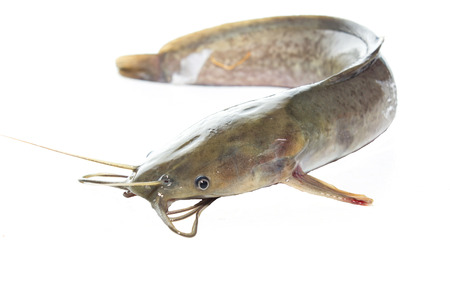 白い背景の上の 1 つの新鮮なナマズ の写真素材 画像素材 Image 白い背景の上の 1 つの新鮮なナマズ の写真素材 画像素材 Image