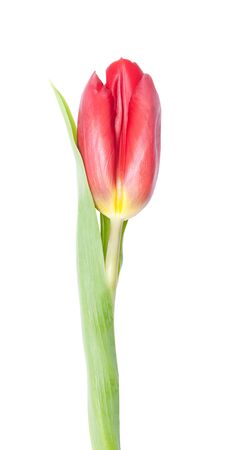 チューリップの花は 白い背景で隔離 オランダ トルコ ハンガリーの国花 の写真素材 画像素材 Image