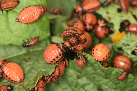 庭の日光のジャガイモの葉クローズ アップ コロラドハムシと緑色の幼虫 の写真素材 画像素材 Image 庭の日光のジャガイモの葉クローズ アップ コロラドハムシと緑色の幼虫 の写真素材 画像素材 Image