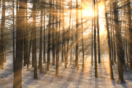 winter landscape of the suns rays through the frosted branches of the trees in pine forest Фото со стока