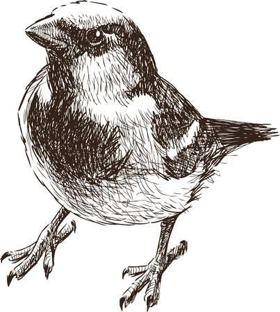 鳥雀の鉛筆スケッチ図のイラスト素材・ベクター Image 39077392