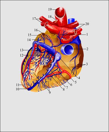 Артерии и вены сердца Артерии и вены сердца