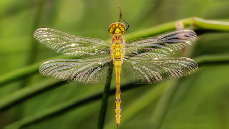 青いトンボ 緑の葉 ニカラグア中央アメリカのいととんぼ Argia Extranea の写真素材 画像素材 Image 0240 青いトンボ 緑の葉 ニカラグア中央アメリカのいととんぼ Argia Extranea の写真素材 画像素材 Image 0240