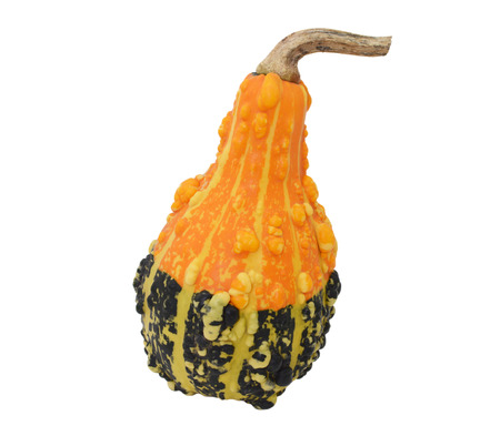 ornamental gourd stock photos royalty free ornamental gourd images