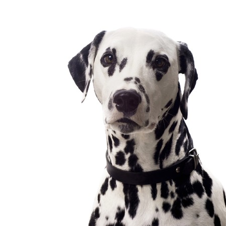 ダルメシアン肖像画 カメラに直面して茶色と白のダルメシアン犬の肖像画 — ストック