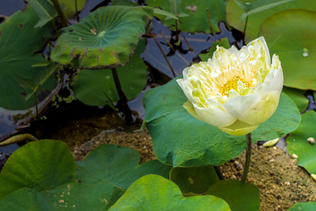detail of white lotus blossom flower stock photo picture and