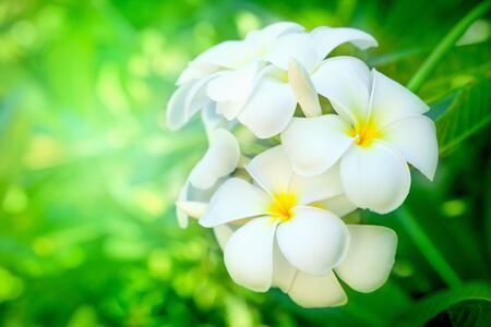 Frangipani flowers