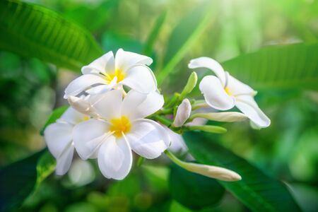 Frangipani flowers