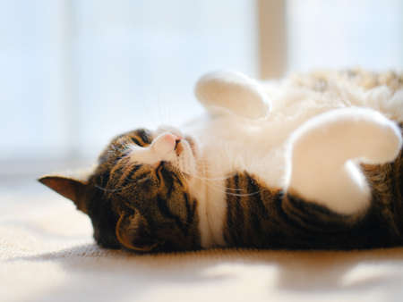 17 666 Chat De Dos Imagenes Y Fotos 123rf 17 666 Chat De Dos Imagenes Y Fotos 123rf