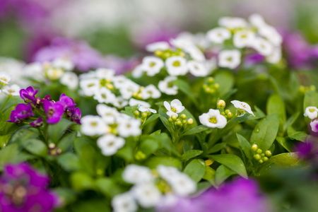 アブラナ科一年生の開花植物のかなりピンク 白 紫のミヤマナズナ属の花のクローズ アップ の写真素材 画像素材 Image