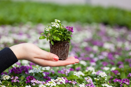 アブラナ科一年生の開花植物のかなりピンク 白 紫のミヤマナズナ属の花のクローズ アップ の写真素材 画像素材 Image アブラナ科一年生の開花植物のかなりピンク 白 紫のミヤマナズナ属の花のクローズ アップ の写真素材 画像素材 Image