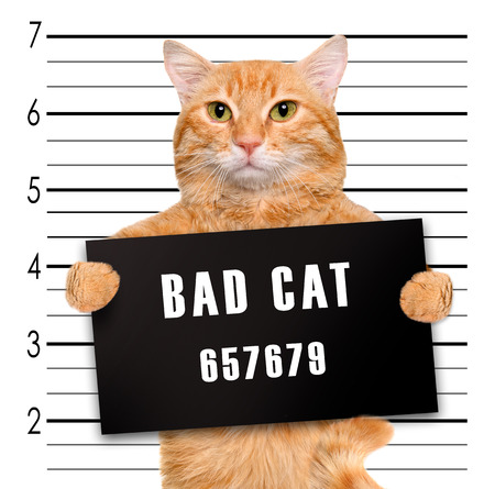 Bad cat. Stock Photo