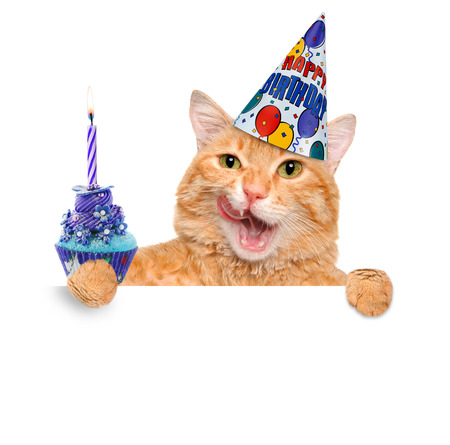 Birthday cat. Фото со стока