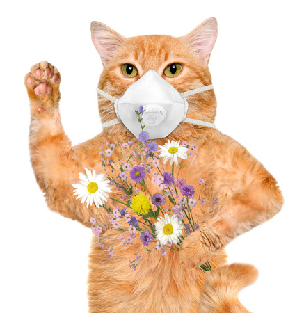 Download Cat Wearing A Face Protective Mask Stock Photo Picture And Royalty Free Image Image 42154204 PSD Mockup Templates