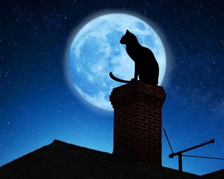Cat on a roof. Stock Photo