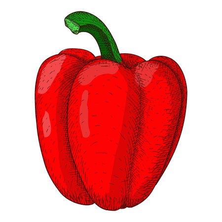 緑のピーマン 手描きのスケッチ のイラスト素材 ベクタ Image