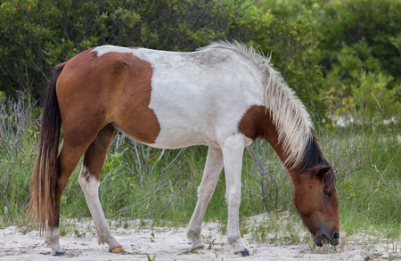 アメリカ合衆国メリーランド州アサテアグ島の野生のポニー 馬 これらの動物はまた アッサテアグホースやチンコテアゲポニーとして知られています の写真素材 画像素材 Image アメリカ合衆国メリーランド州アサテアグ島の野生のポニー 馬 これらの動物はまた アッサテアグホースやチンコテアゲポニーとして知られています の写真素材 画像素材 Image