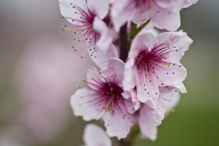 Peach flower: Pink Peach Tree Blossoms with copy space