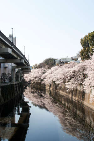 江戸川公園の桜 の写真素材 画像素材 Image