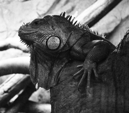 素敵な黒黄色と白ヤモリ トカゲ の写真素材 画像素材 Image