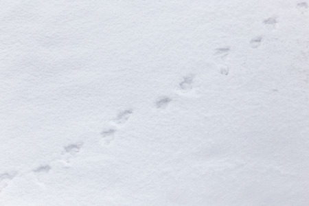 心に強く訴える雪 動物 足跡 動物画像無料 心に強く訴える雪 動物 足跡 動物画像無料