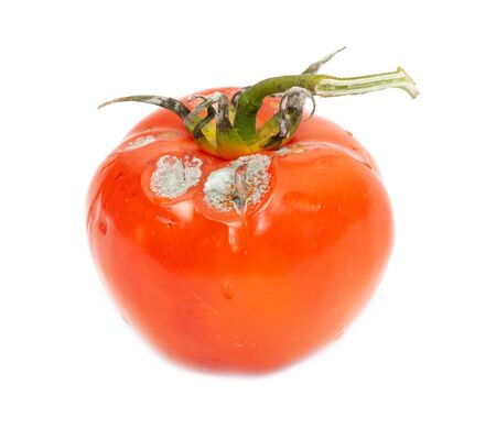 https://us.123rf.com/450wm/schan/schan2004/schan200400782/144422573-mold-on-a-rotten-tomato-is-isolated-on-a-white-background-.jpg?ver=6