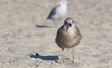 The shearwater bird on the beach. Petrel