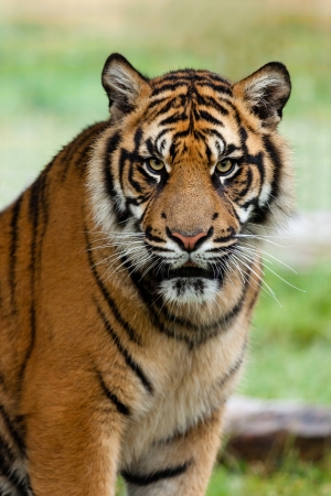 Портрет красивой Суматры тигра Panthera Tigris Sumatrae