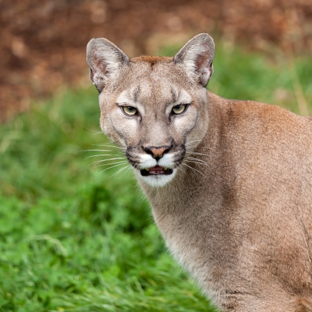 Puma Foto's, Afbeeldingen En Stock Fotografie 123RF Puma Foto's, Afbeeldingen En Stock Fotografie 123RF