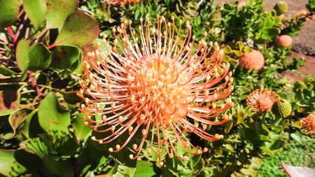 protea south african national flower stock photo picture and