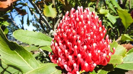 protea south african national flower stock photo picture and