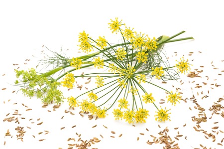 白で隔離される野生のフェンネルの花 の写真素材 画像素材 Image