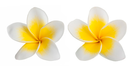 Peach flower: two Frangipani flowers isolated on white background