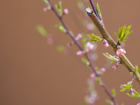Peach flower: Fruit Tree - Focus Flower in Spring on brown background Kho ảnh