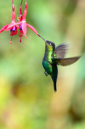 美しい赤い花の横に飛んでいる青いハチドリの紫のSabrewing