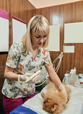 犬の医療超音波検査 の写真素材 画像素材 Image 犬の医療超音波検査 の写真素材 画像素材 Image