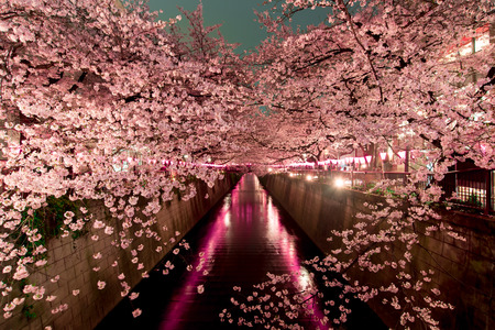 Cherry Blossoms at night in Tokyo