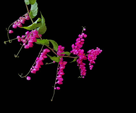 黒い背景コーラルつる メキシコのつる愛のチェーンにピンク色の花とグリーンのアイビー の写真素材 画像素材 Image