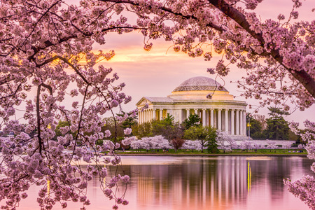 Washington, DC at the Tidal Basin and Jefferson Memorial during the spring cherry blossom season. Фото со стока